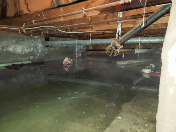 Best Residential water damage restoration  in Springfield, NE