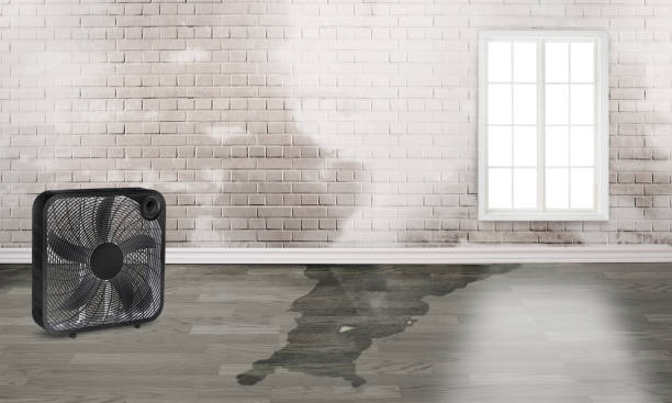 Best Sewage cleanup and water damage restoration  in Springfield, NE